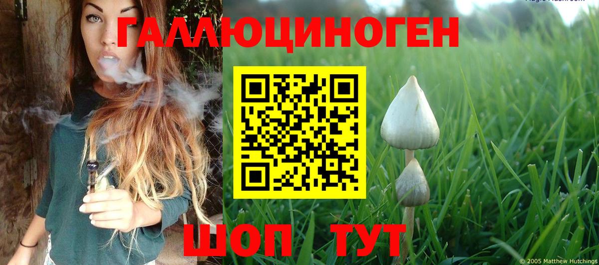 Кандалакша  Псилоцибиновые грибы Psilocybe  Вход с VPN 